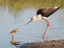 Pisila čáponohá (Himantopus himantopus)