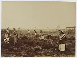 „Tayllayres“, coupeuses de bruyère – Pradéou