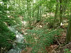 Koryto Kohoutovického potoka v přírodní památce