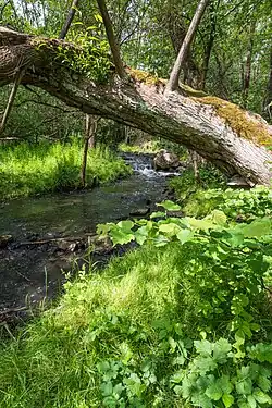 Únětický potok v Tichém údolí mezi Úněticemi a Roztoky u Prahy