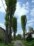 Topolová alej 2-3 rok po úpravě. Obec Číčovice.