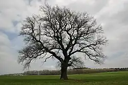 Čapkův dub pod Chlumem