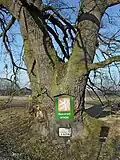 Dub letní (údajně z roku 1470)