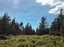 Plochý vrchol hory Čelo