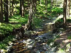 Černá Opava u „ruského hrbitova“ v Rejvíze