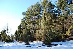 Skupina různě starých jalovců