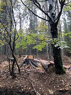 Part of the area is currently logged with bark beetle.