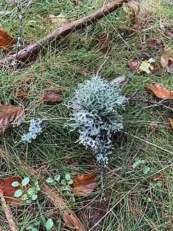 The site is prized for its abundant lichen.