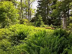 Zelený vrchol Černého lesa