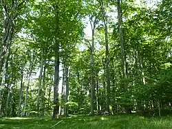 Bukový les v Černém lese u Šilheřovic I.