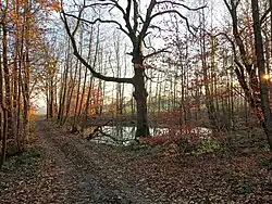 Černý rybník, který je pramenem Černého potoka