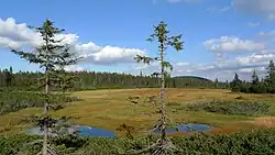 Světlá za Černohorským rašeliništěm