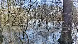 Zatopené černovírské slatiniště v únoru 2024