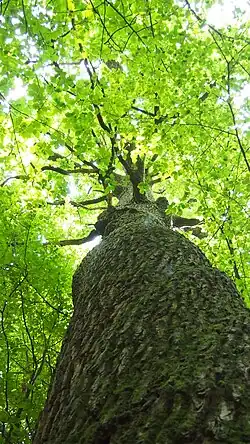 Čertův dub (strom, který padl v roce 2015), pohled do koruny (2012)