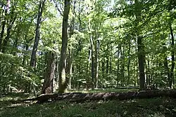 Přírodní rezervace Čertova hora u Vráže