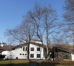 Červené buky v Těšíně