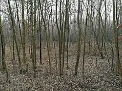 Zimní pohled do nivy