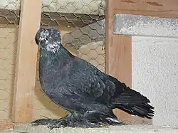 český bublák černý