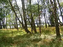 Březový les na okraji Jezera Sarbsko