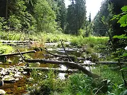 Řasnice mezi Strážným a Lenorou