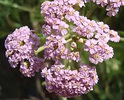 růžově zbarvený řebříček obecný (foto v areálu dnešní rezervace)