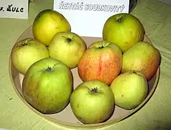 Stará odrůda jablek Řehtáč soudkovitý