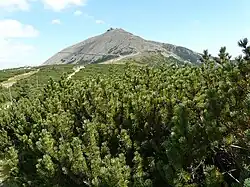 Sněžka v Krkonoších