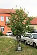 Strom republiky na Návsi