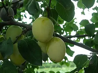 alternativní popis obrázku chybí