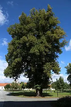 Špitálská lípa sv. Štěpána