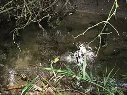 Jeptiška nad Městcem Králové