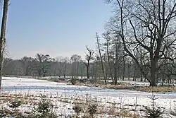 Pohled na staré duby v Žehušické oboře