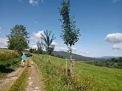 Stezka v okolí obce Želnava na pomezí chráněné krajinné oblasti Šumava a národního parku Šumava.