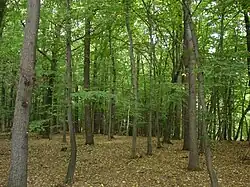 Dubohabřina na Žernově