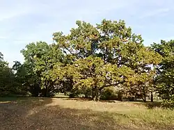 Typická skupina dubů