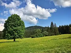 Žlíbský vrch ze zaniklé osady Polka