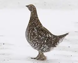 Slepičí šat je žluto-hnědý a bílým a tmavým flekováním. Za povšimnutí stojí opeření nohou, které je přítomno i u kohoutů