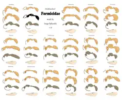 Všechny podčeledi mravenců