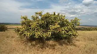 alternativní popis obrázku chybí