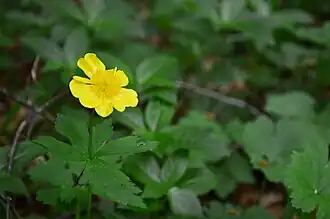 alternativní popis obrázku chybí