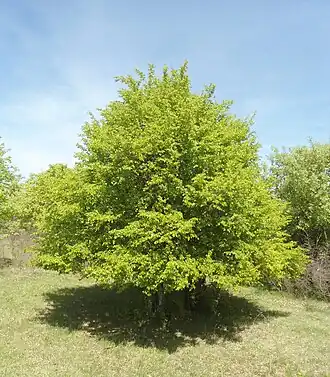 alternativní popis obrázku chybí