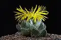 Faucaria tigrina