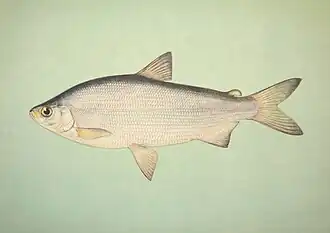 alternativní popis obrázku chybí