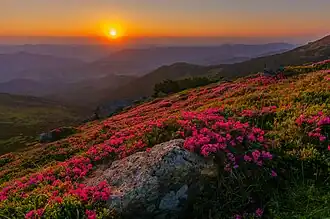 Východ slunce nad loukou rododendronů