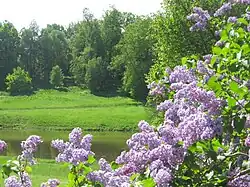 pohled do parku přes keře šeříků na další rozptýlenou zeleň