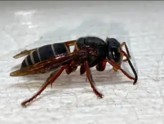 alternativní popis obrázku chybí