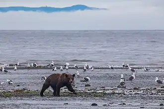 Ursus arctos collaris