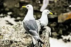 Rackové na mysu Touhy na Severním ostrově