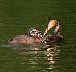 alternativní popis obrázku chybí