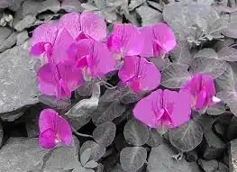 alternativní popis obrázku chybí